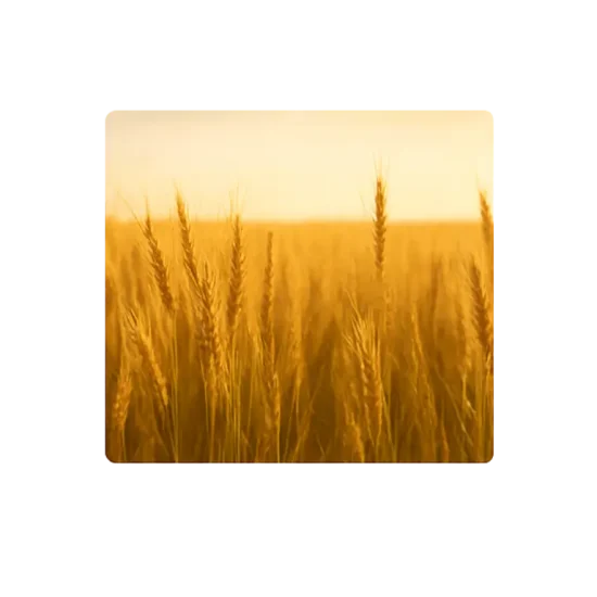 Wheat Field